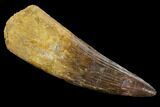 Giant, Spinosaurus Tooth - Composite Tooth #125298-1